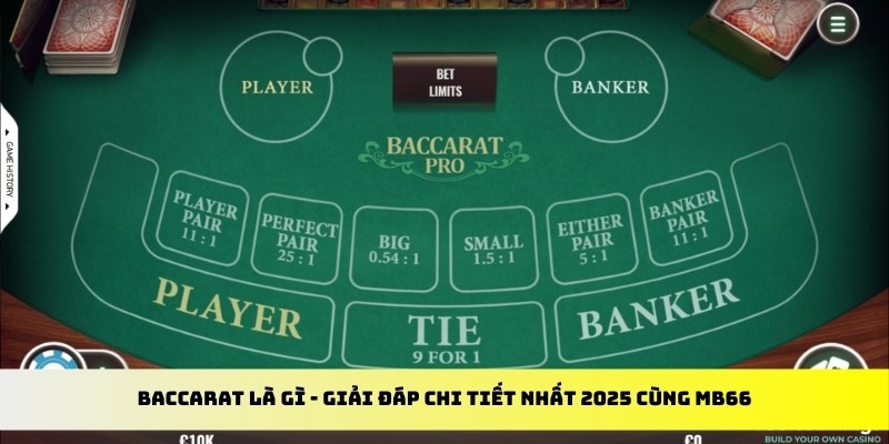 aev99 gà chọi cu cần
