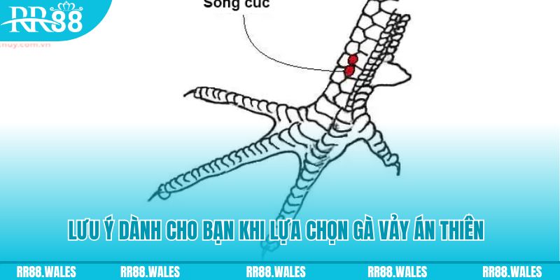 aev99 xổ số đồng nai