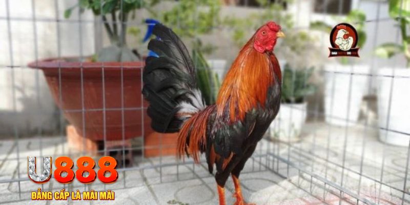 aev99 casino máy tính